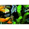 Message in a bottle keyrings in fish tank